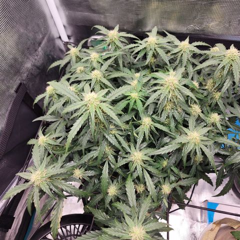 LSD Auto growlog timeline photo