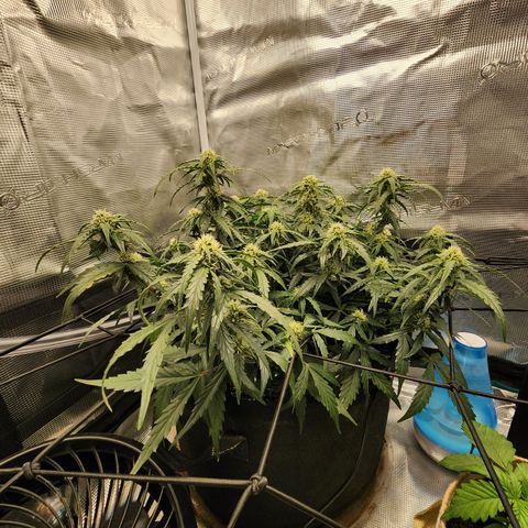 LSD Auto growlog timeline photo