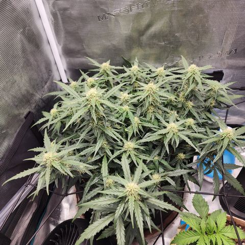 LSD Auto growlog timeline photo