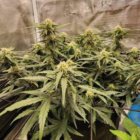 LSD Auto growlog timeline photo