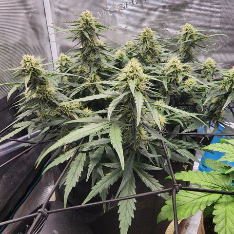 LSD Auto growlog timeline photo