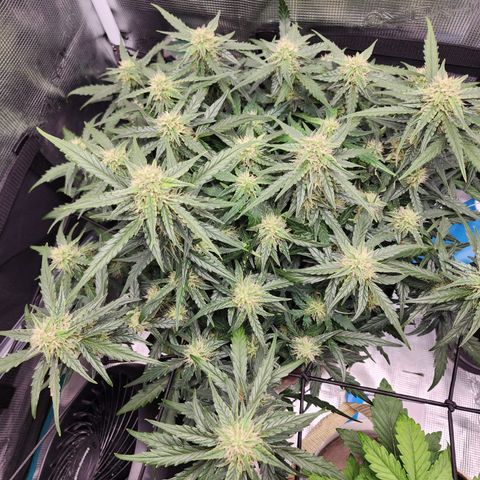 LSD Auto growlog timeline photo