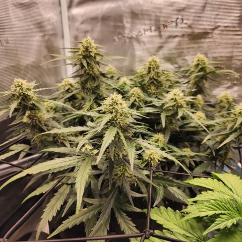 LSD Auto growlog timeline photo