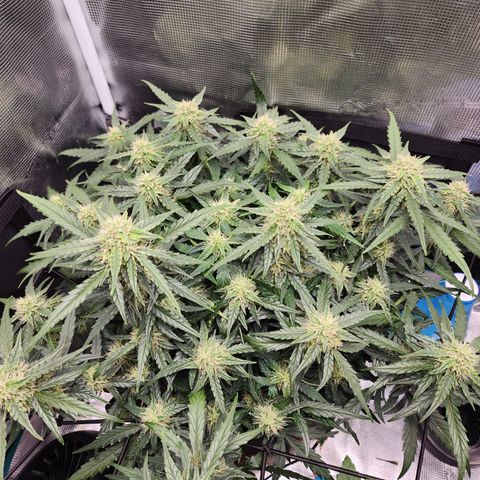 LSD Auto growlog timeline photo