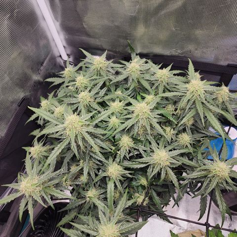 LSD Auto growlog timeline photo