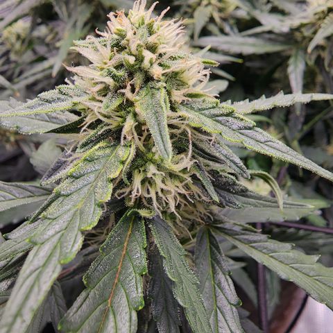 LSD Auto growlog timeline photo