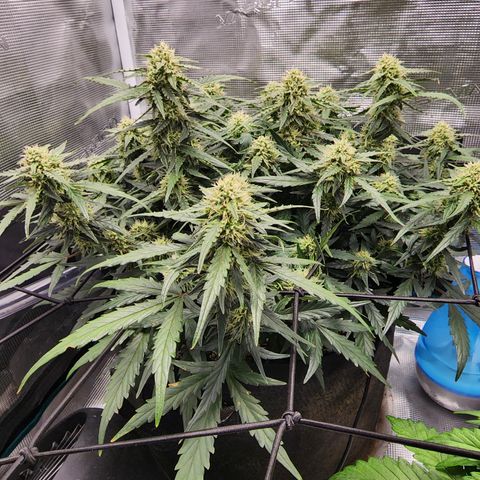 LSD Auto growlog timeline photo