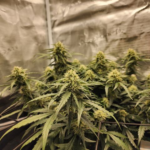 LSD Auto growlog timeline photo