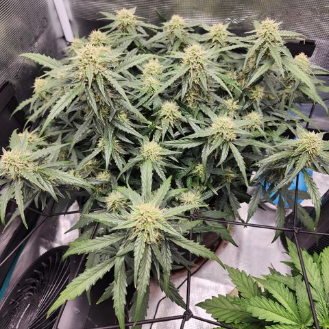 LSD Auto growlog timeline photo