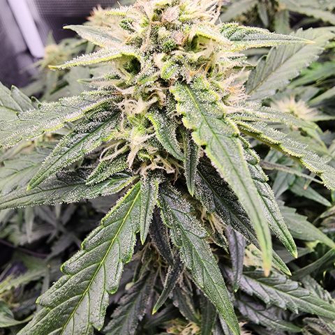 LSD Auto growlog timeline photo
