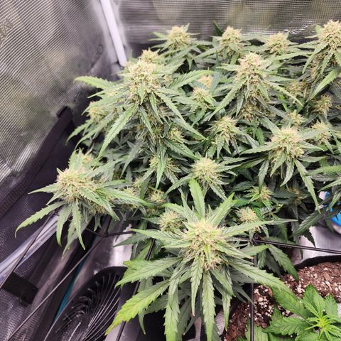 LSD Auto growlog timeline photo