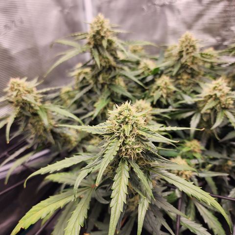 LSD Auto growlog timeline photo