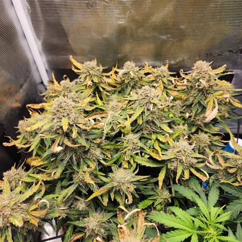 LSD Auto growlog timeline photo