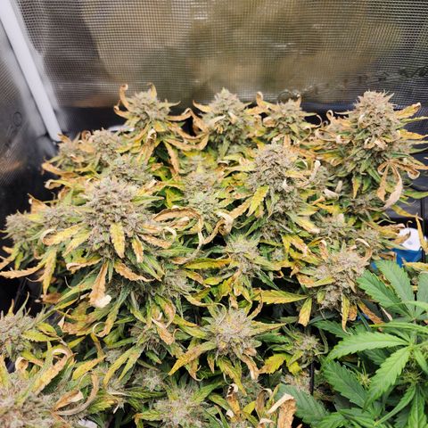 LSD Auto growlog timeline photo