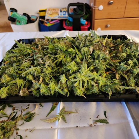 LSD Auto growlog timeline photo