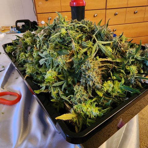 LSD Auto growlog timeline photo