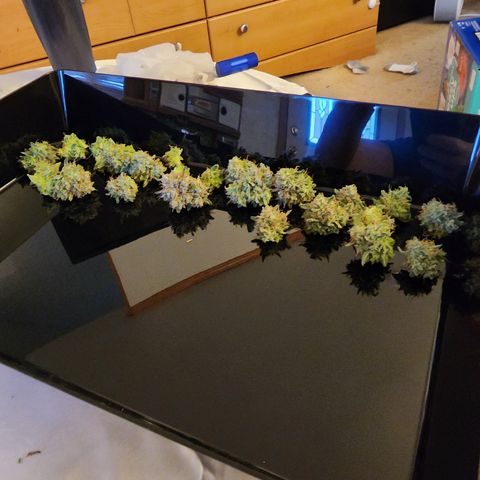 LSD Auto growlog timeline photo