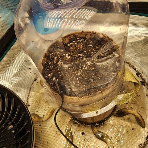 LSD Auto growlog timeline photo