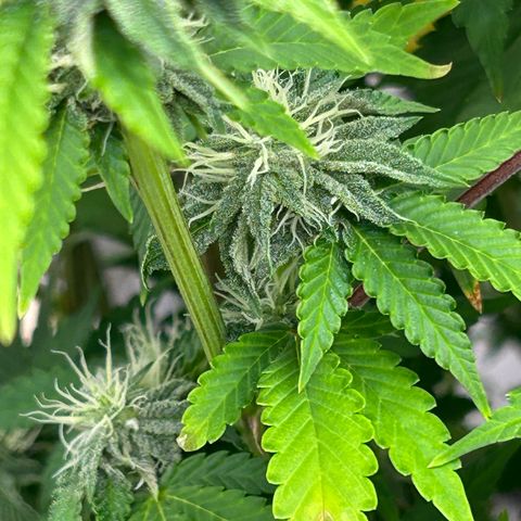 cookout  growlog timeline photo