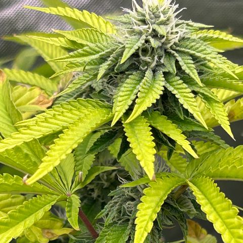 cookout  growlog timeline photo