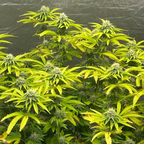 cookout  growlog timeline photo