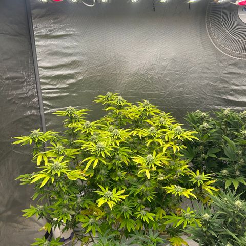 cookout  growlog timeline photo