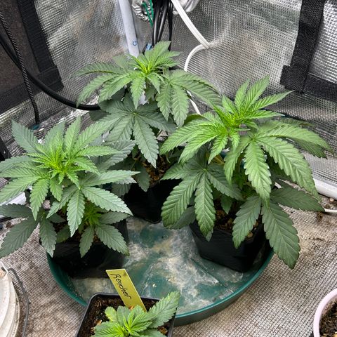 cookouts profit 1-3 growlog timeline photo