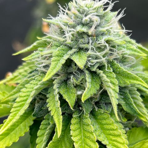 cookout  growlog timeline photo