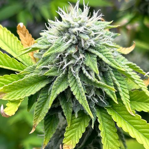 cookout  growlog timeline photo