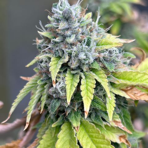 cookout  growlog timeline photo