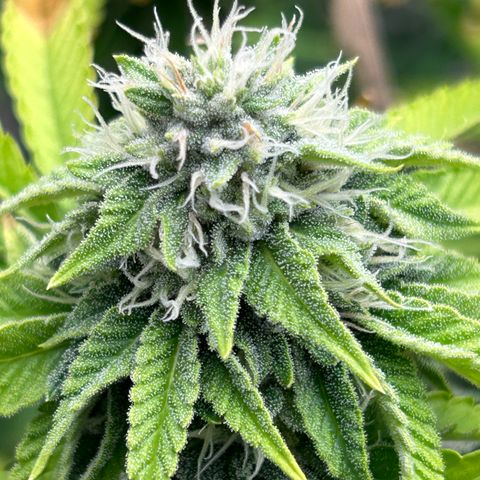 cookout  growlog timeline photo