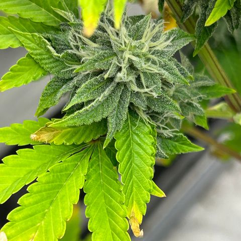 cookout  growlog timeline photo