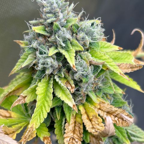cookout  growlog timeline photo