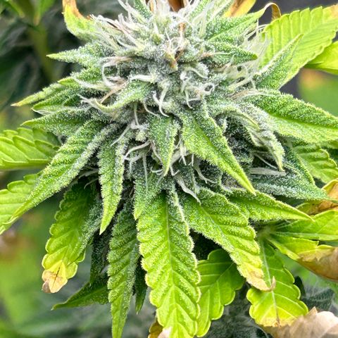 cookout  growlog timeline photo