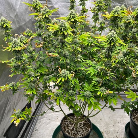 cookout  growlog timeline photo
