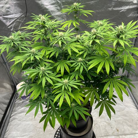 cookouts profit 1-3 growlog photo: week 3-4 flower 