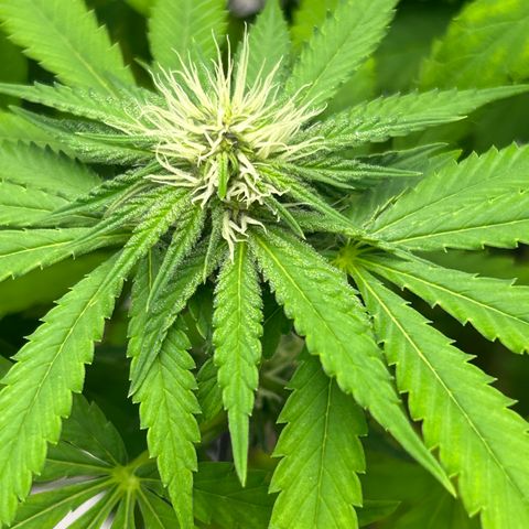 cookouts profit 1-3 growlog photo: week 3-4 flower 
