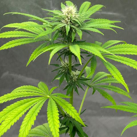 cookouts profit 1-3 growlog photo: week 3-4 flower 