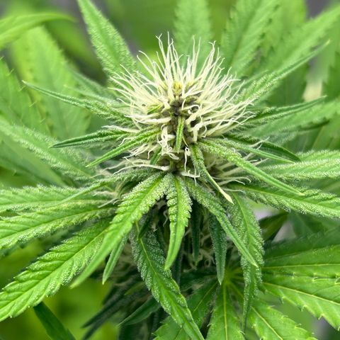 cookouts profit 1-3 growlog photo: week 3-4 flower 