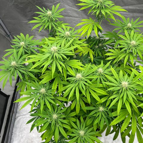cookouts profit 1-3 growlog photo: week 3-4 flower 