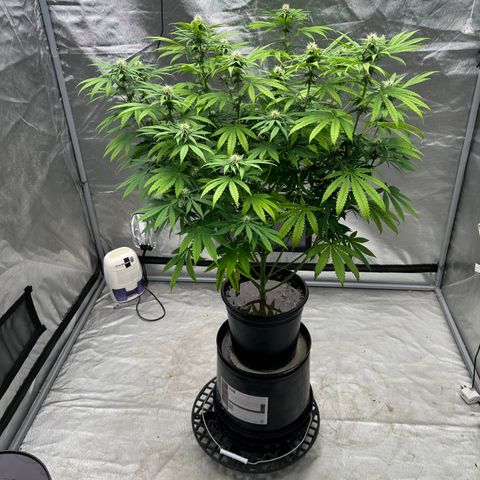 cookouts profit 1-3 growlog photo: week 3-4 flower 