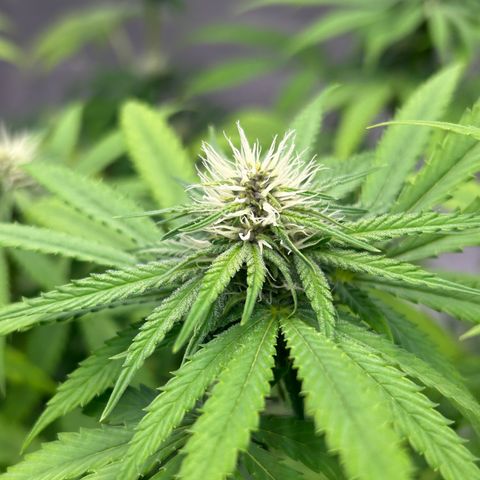 cookouts profit 1-3 growlog photo: week 3-4 flower 