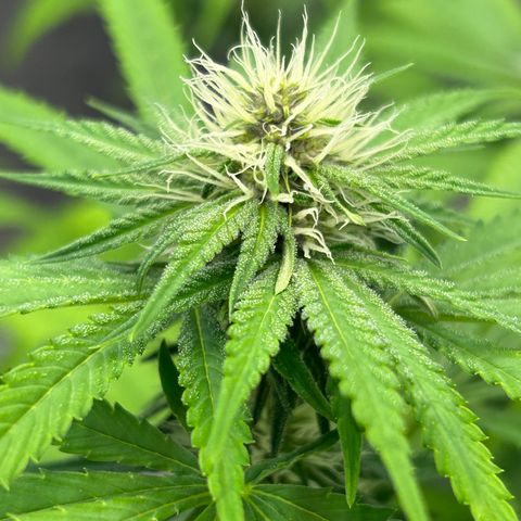 cookouts profit 1-3 growlog photo: week 3-4 flower 