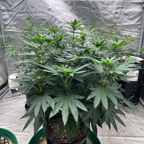 reacher growlog timeline photo