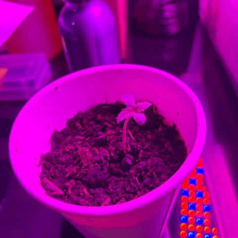 Auto Gelato growlog timeline photo