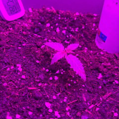Auto Gelato growlog timeline photo