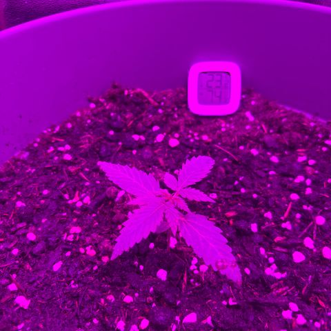 Auto Gelato growlog timeline photo