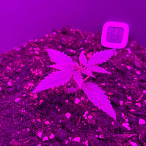 Auto Gelato growlog timeline photo
