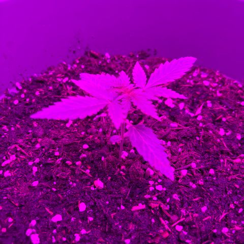 Auto Gelato growlog timeline photo