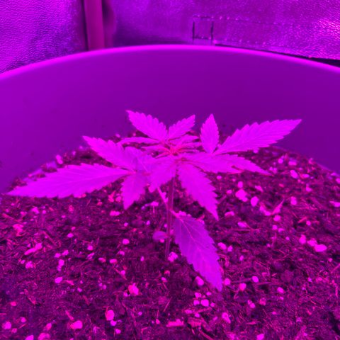 Auto Gelato growlog timeline photo